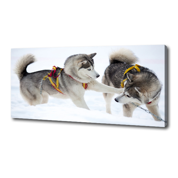 Fotobild Huskys im Winter
