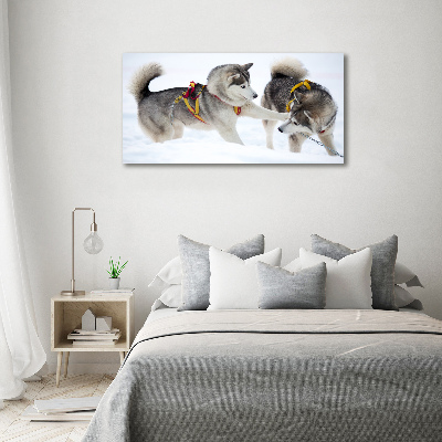 Fotobild Huskys im Winter