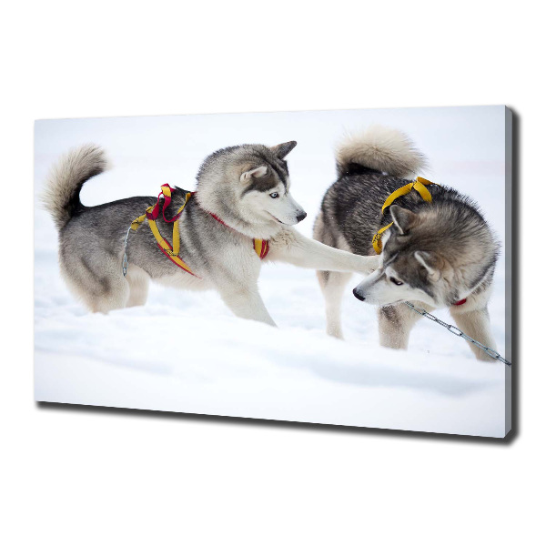 Fotobild Huskys im Winter