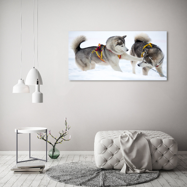 Fotobild Huskys im Winter