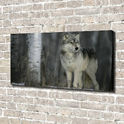 Bild auf leinwand Grauer Wolf