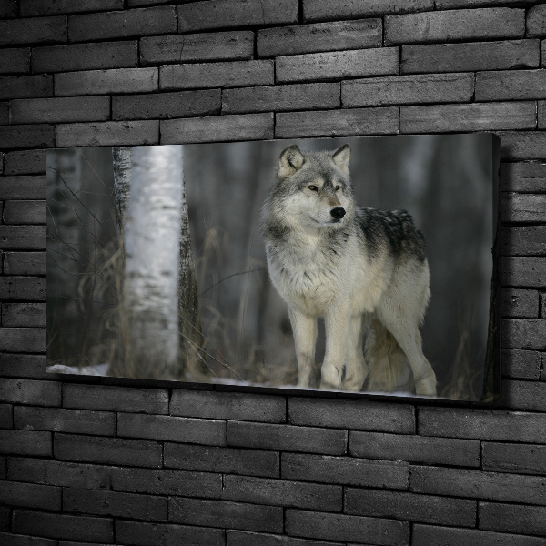 Bild auf leinwand Grauer Wolf
