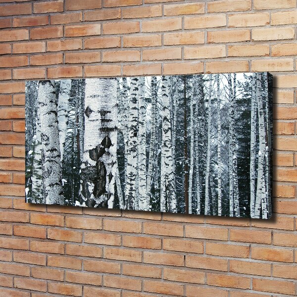 Bild auf leinwand Birken
