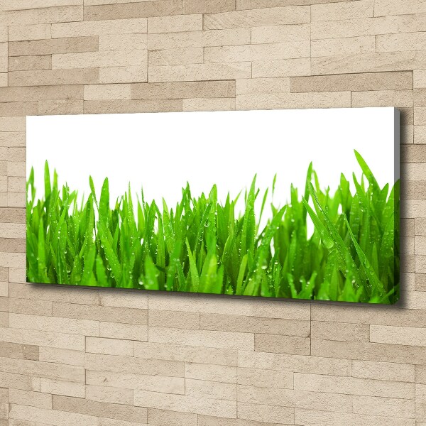 Wandbild Gras