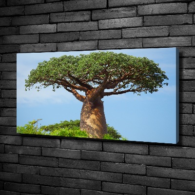 Fotobild Baobab