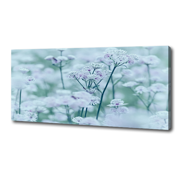 Fotobild Großer Mantelkraut