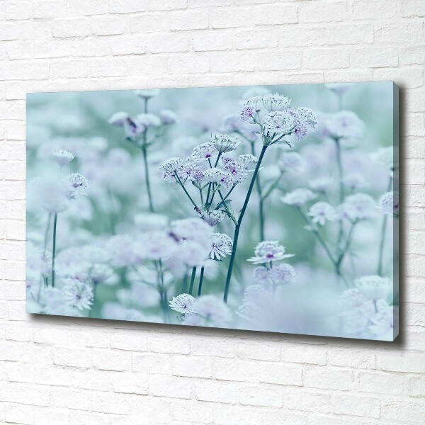 Fotobild Großer Mantelkraut