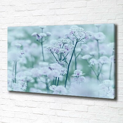 Fotobild Großer Mantelkraut