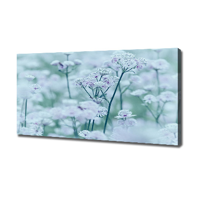 Fotobild Großer Mantelkraut