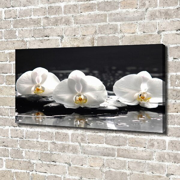 Fotobild Orchidee