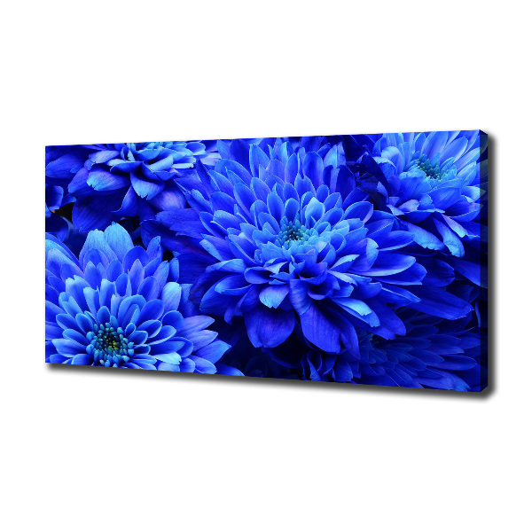 Bild auf leinwand Blaue Aster