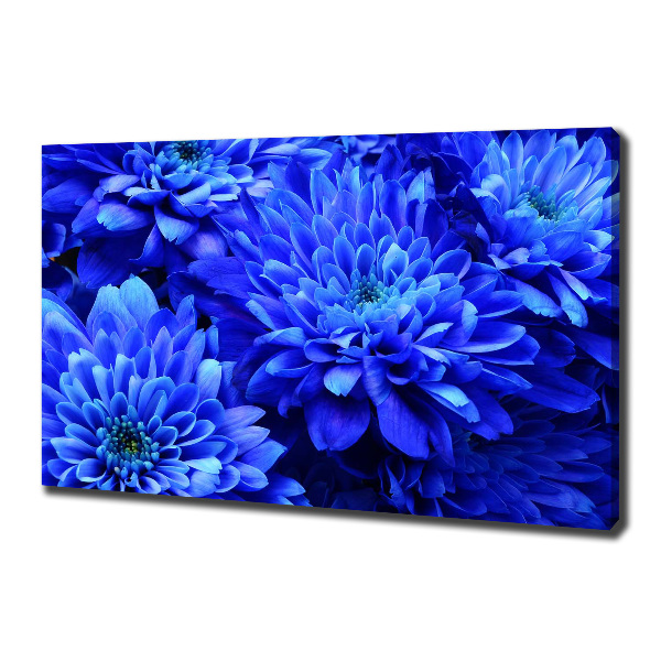Bild auf leinwand Blaue Aster