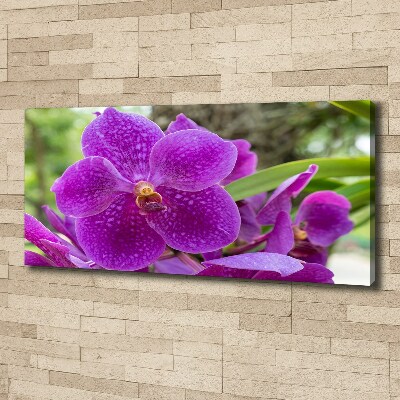 Bild auf leinwand Orchidee