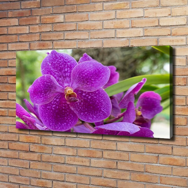 Bild auf leinwand Orchidee