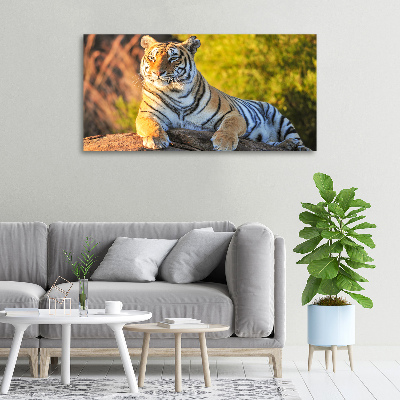 Fotobild Porträt eines Tigers