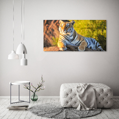 Fotobild Porträt eines Tigers