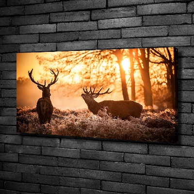 Bild auf leinwand Hirsch-Sonnenaufgang