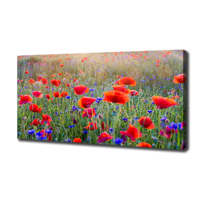 Bild auf leinwand Wildblumen