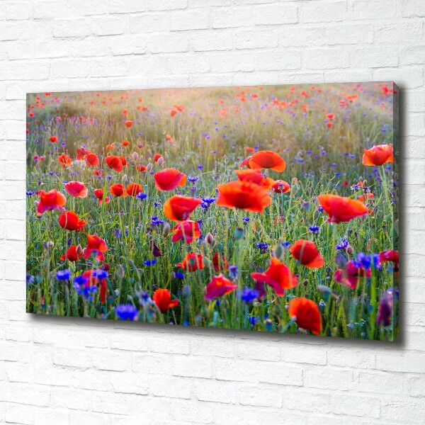 Bild auf leinwand Wildblumen