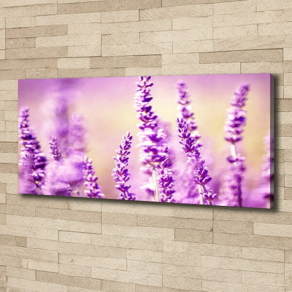 Bild auf leinwand Lavendel
