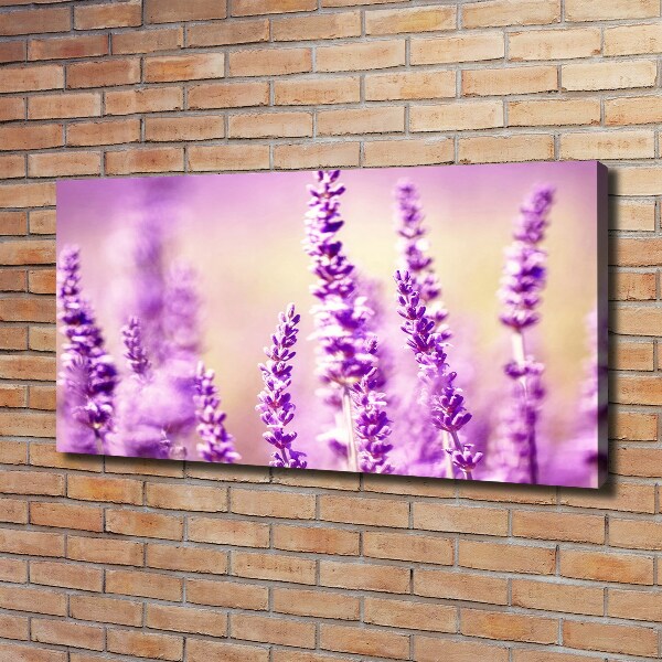 Bild auf leinwand Lavendel