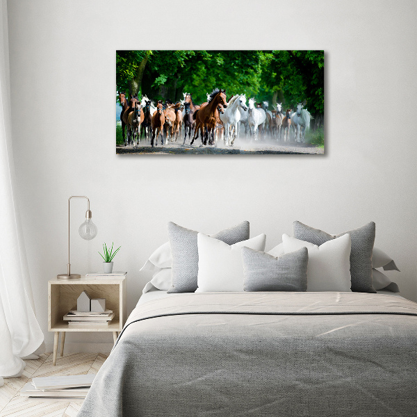 Fotobild Pferde im Galopp