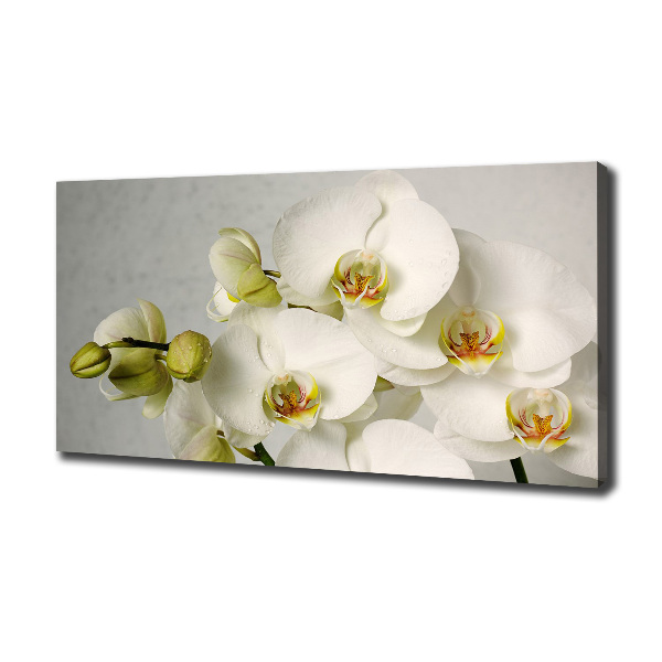 Wandbild Weiße Orchidee