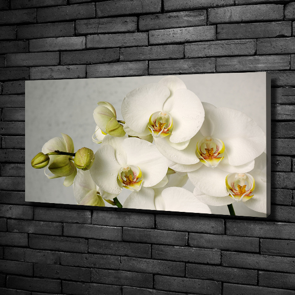 Wandbild Weiße Orchidee