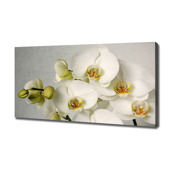 Wandbild Weiße Orchidee