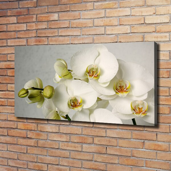 Wandbild Weiße Orchidee