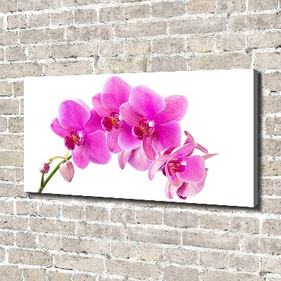 Wandbild Rosa Orchidee