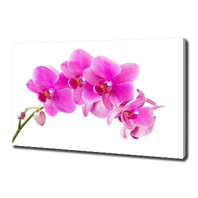 Wandbild Rosa Orchidee