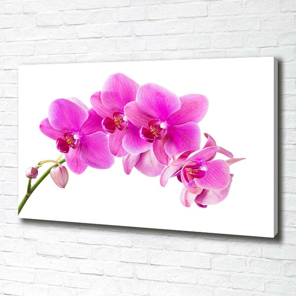 Wandbild Rosa Orchidee