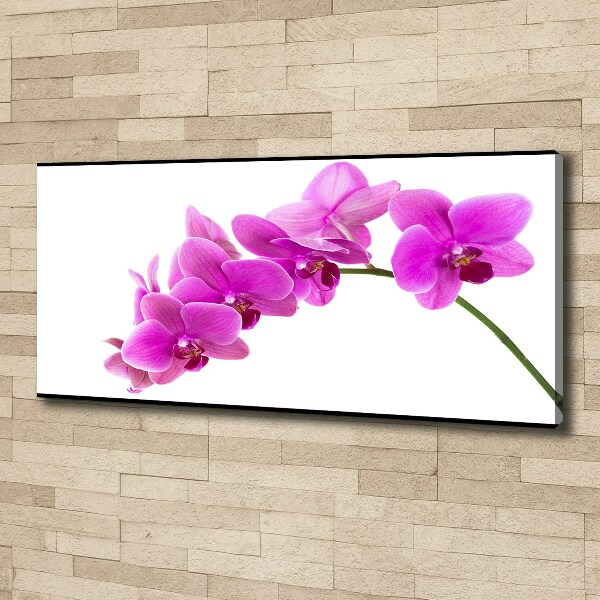 Bild auf leinwand Rosa Orchidee