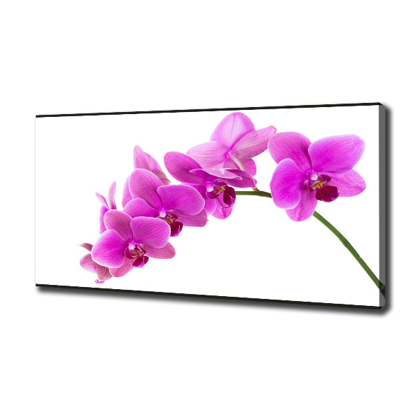 Bild auf leinwand Rosa Orchidee