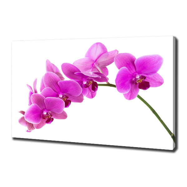 Bild auf leinwand Rosa Orchidee