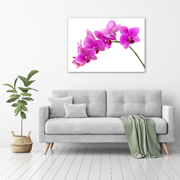 Bild auf leinwand Rosa Orchidee