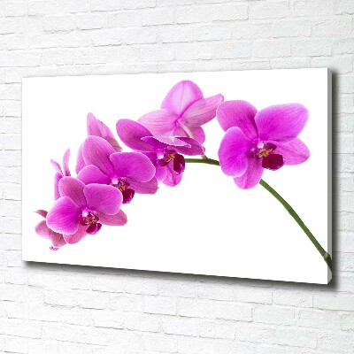 Bild auf leinwand Rosa Orchidee