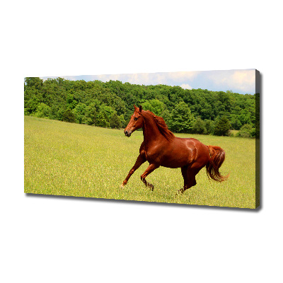 Wandbild Ein Pferd auf der Wiese