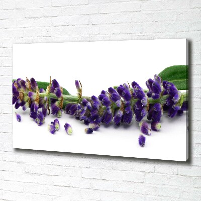 Wandbild Lavendel