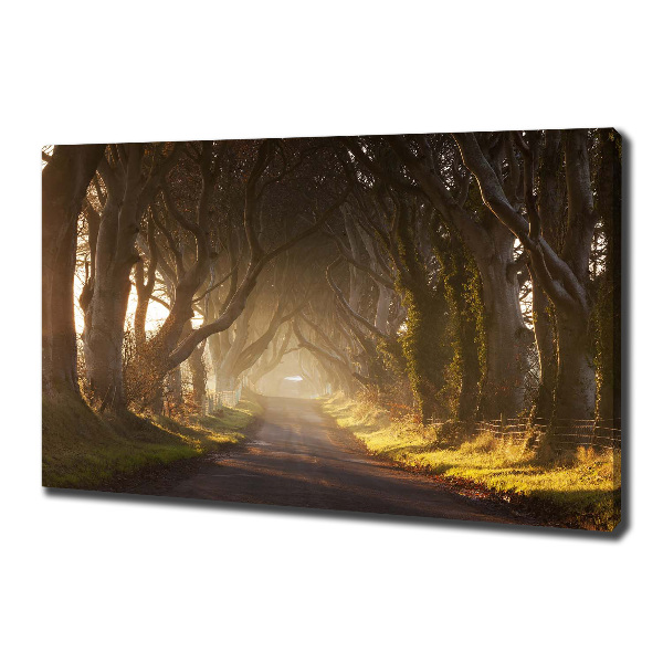Wandbild Nebel im Wald