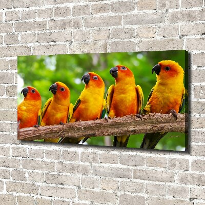 Fotobild Papageien auf einem Ast