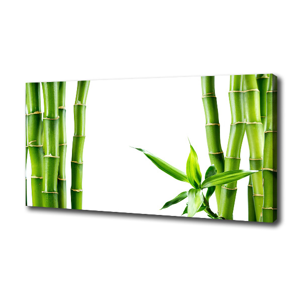 Fotobild Bambus