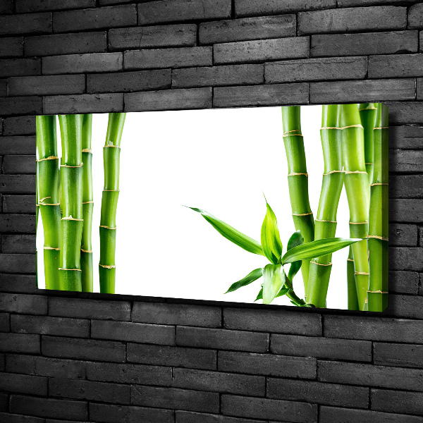Fotobild Bambus