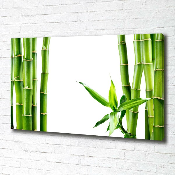 Fotobild Bambus