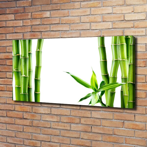 Fotobild Bambus