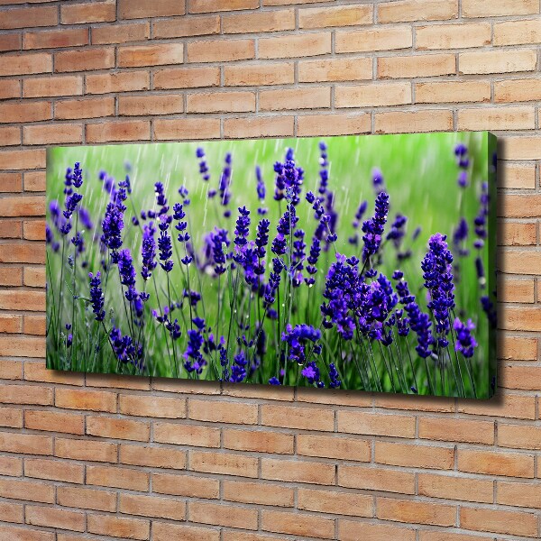 Bild auf leinwand Lavendel