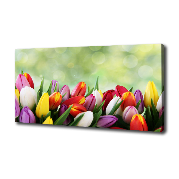 Bild auf leinwand Bunte Tulpen