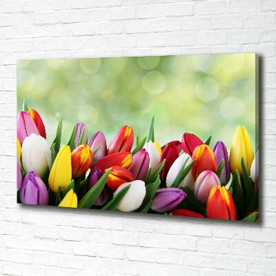 Bild auf leinwand Bunte Tulpen