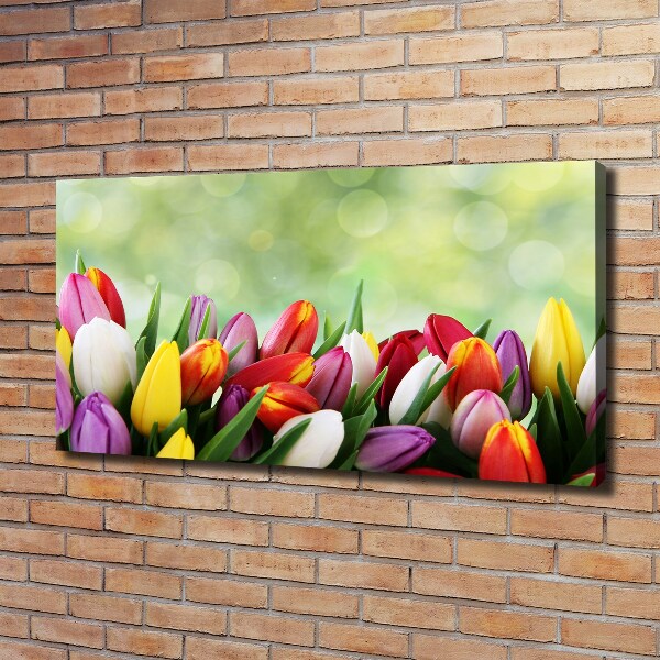 Bild auf leinwand Bunte Tulpen